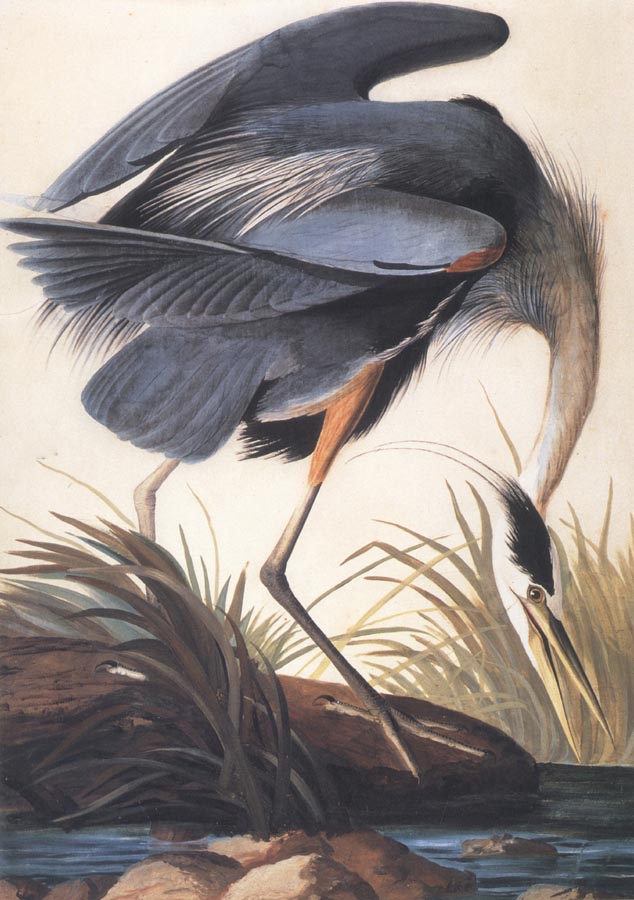 Great Blue Heron